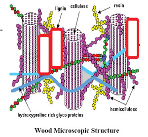 структура древесины лигнин